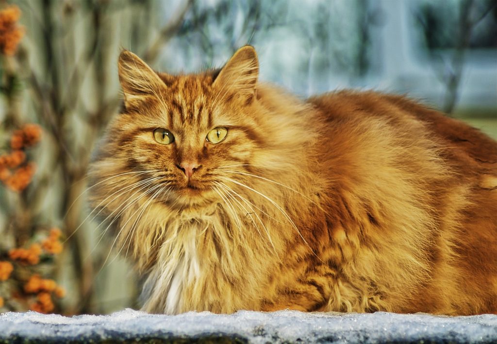 Veckans fördjupning: Katter